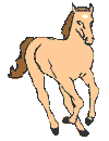 A HORSE
